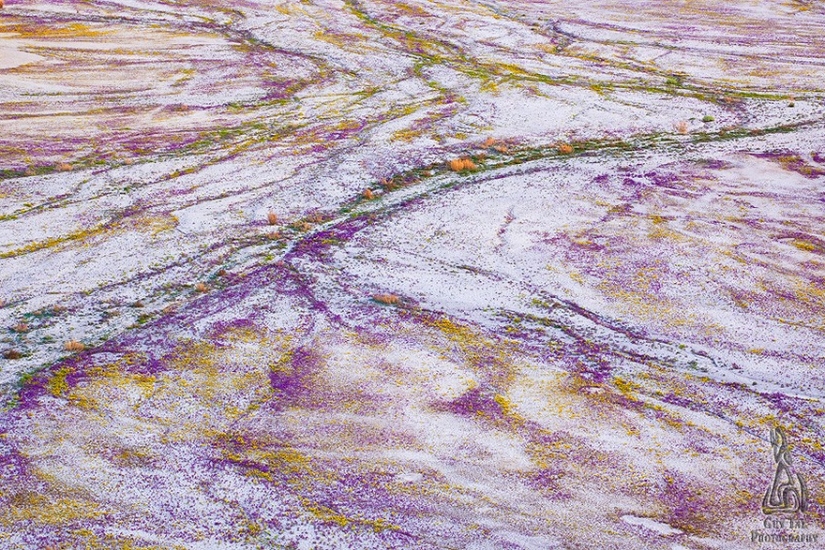 The blooming desert of Anza-Borrego The blooming desert of Anza-Borrego