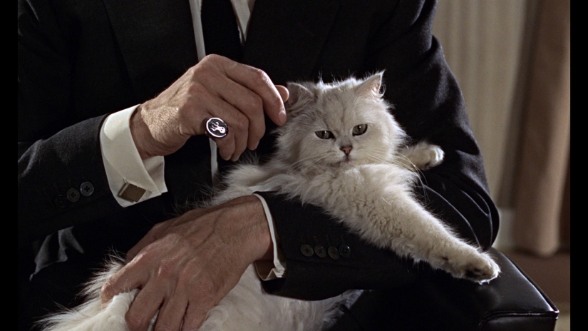 "The cat? Innocent!" furry hooligans have a powerful patron in the State Duma "The cat? Innocent!" furry hooligans have a powerful patron in the State Duma