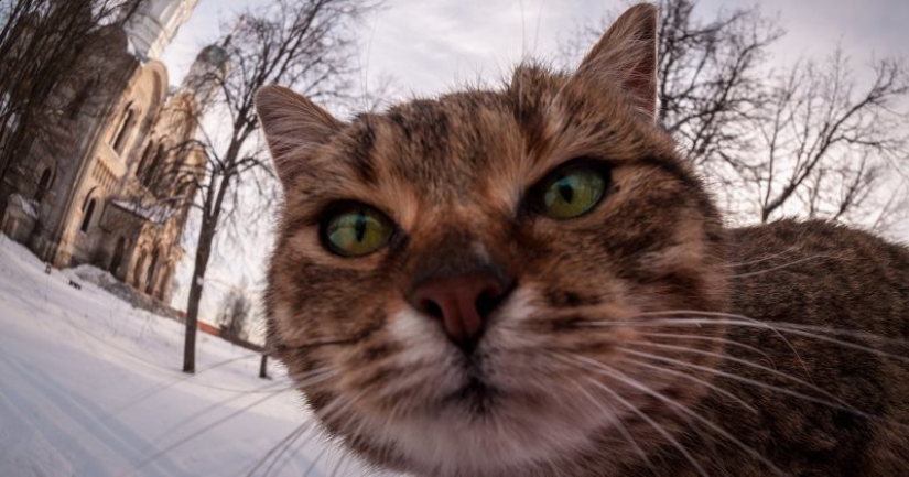 "The cat? Innocent!" furry hooligans have a powerful patron in the State Duma "The cat? Innocent!" furry hooligans have a powerful patron in the State Duma