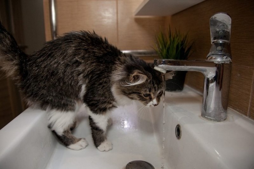 "The cat? Innocent!" furry hooligans have a powerful patron in the State Duma "The cat? Innocent!" furry hooligans have a powerful patron in the State Duma