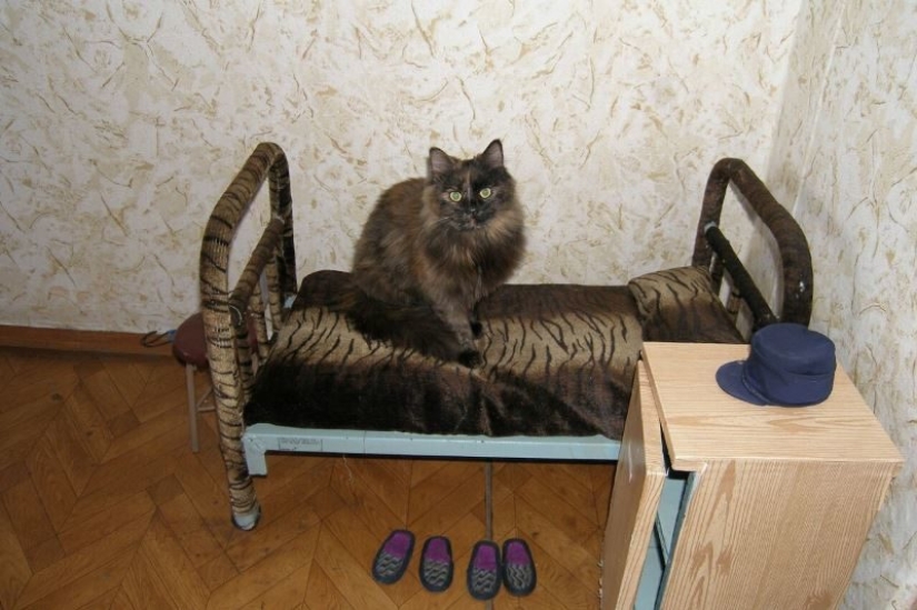 "The cat? Innocent!" furry hooligans have a powerful patron in the State Duma "The cat? Innocent!" furry hooligans have a powerful patron in the State Duma