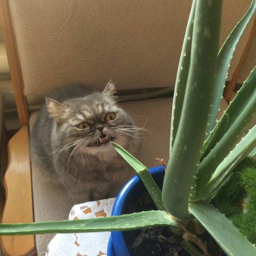 "The cat? Innocent!" furry hooligans have a powerful patron in the State Duma "The cat? Innocent!" furry hooligans have a powerful patron in the State Duma