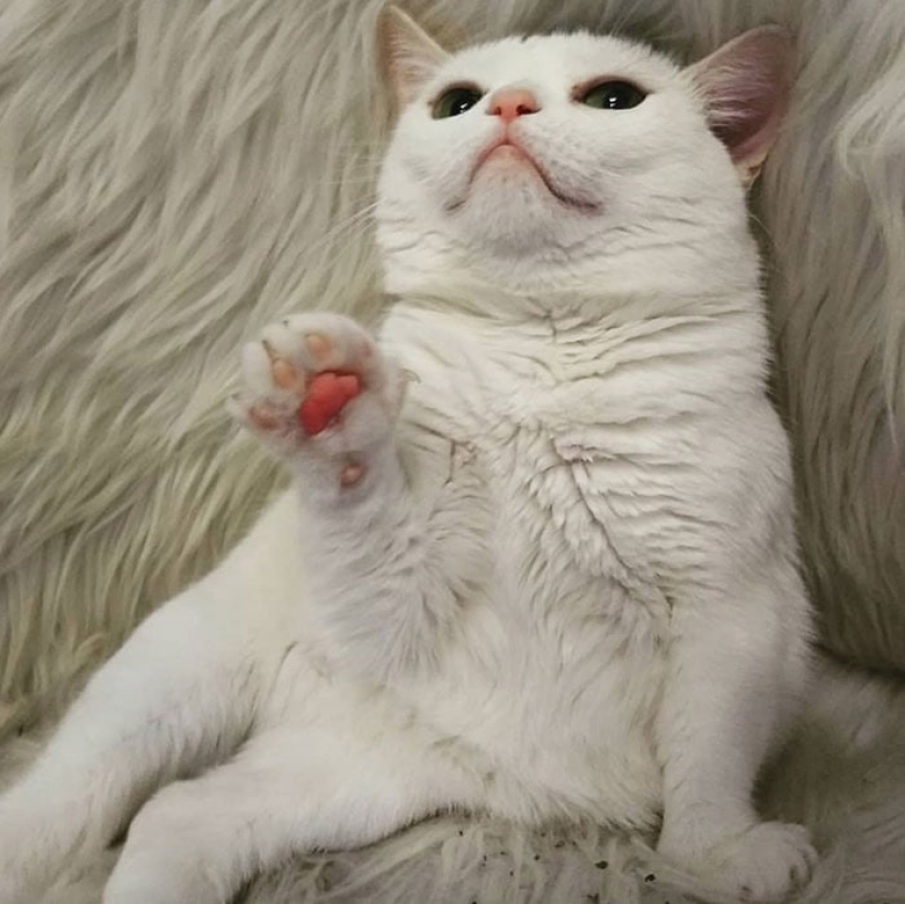 The cat Widget with an eternally dissatisfied muzzle conquered the network