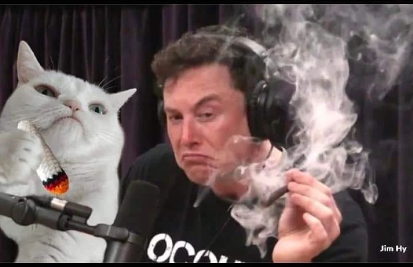 The cat Widget with an eternally dissatisfied muzzle conquered the network