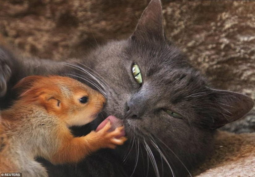 The Crimean cat Pusha adopted four squirrels for upbringing