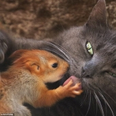 The Crimean cat Pusha adopted four squirrels for upbringing The Crimean cat Pusha adopted four squirrels for upbringing