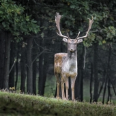 The designer makes animals in the style of Minecraft