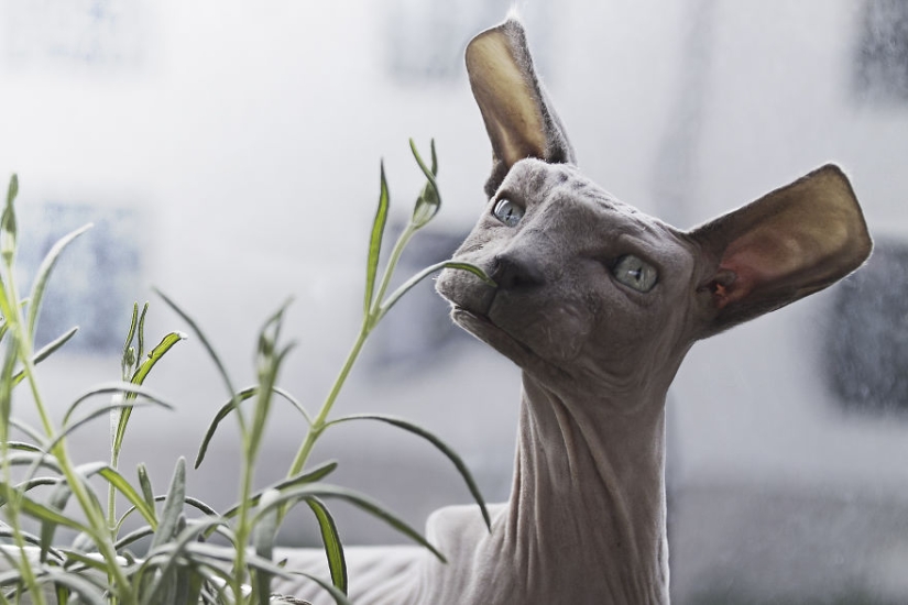 The designer makes animals in the style of Minecraft