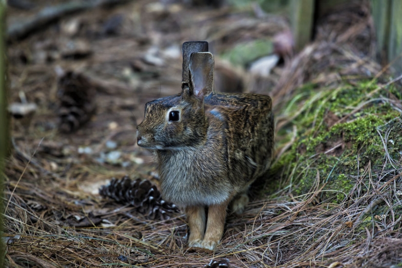 The designer makes animals in the style of Minecraft