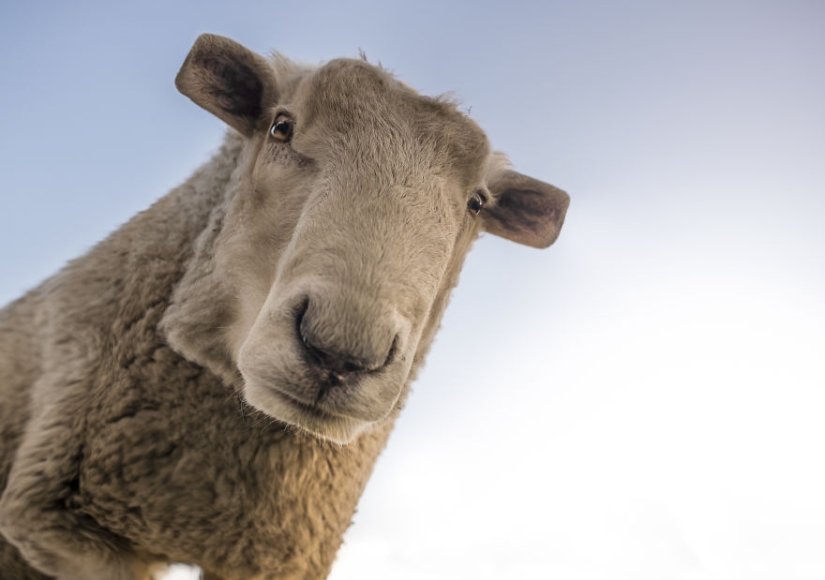 The designer makes animals in the style of Minecraft