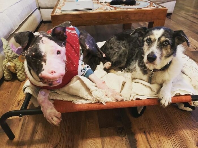 The dog, disfigured by the disease, did not believe happiness when attention was paid to him The dog, disfigured by the disease, did not believe happiness when attention was paid to him