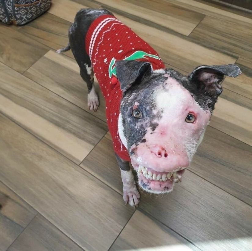 The dog, disfigured by the disease, did not believe happiness when attention was paid to him The dog, disfigured by the disease, did not believe happiness when attention was paid to him