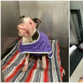 The dog, disfigured by the disease, did not believe happiness when attention was paid to him