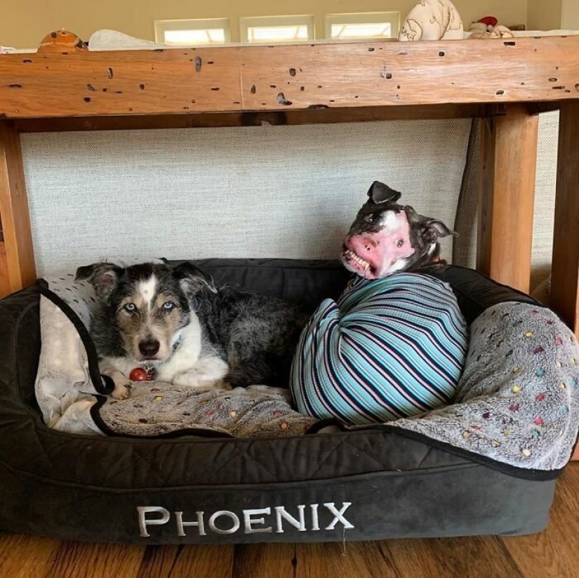 The dog, disfigured by the disease, did not believe happiness when attention was paid to him The dog, disfigured by the disease, did not believe happiness when attention was paid to him