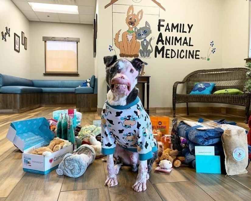 The dog, disfigured by the disease, did not believe happiness when attention was paid to him The dog, disfigured by the disease, did not believe happiness when attention was paid to him