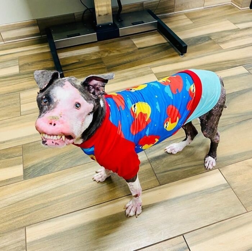 The dog, disfigured by the disease, did not believe happiness when attention was paid to him The dog, disfigured by the disease, did not believe happiness when attention was paid to him