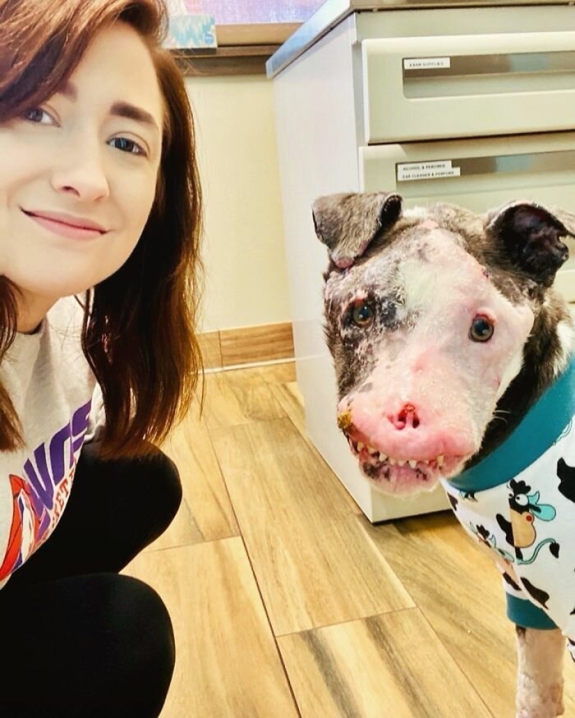 The dog, disfigured by the disease, did not believe happiness when attention was paid to him The dog, disfigured by the disease, did not believe happiness when attention was paid to him