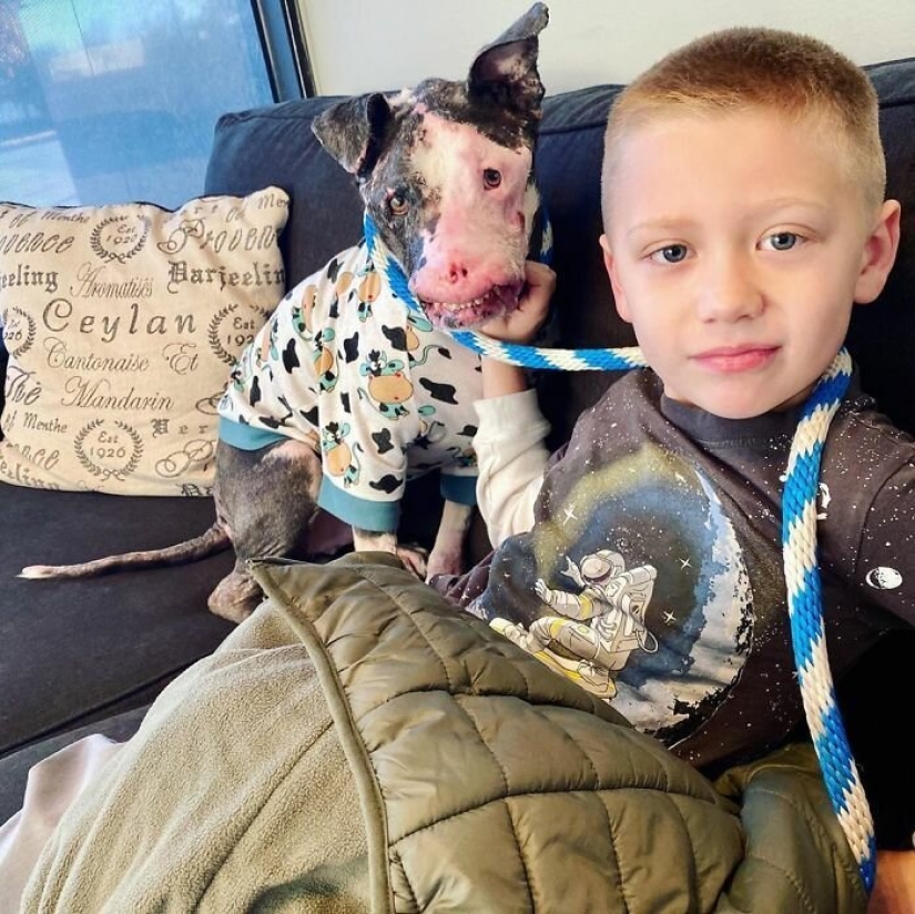 The dog, disfigured by the disease, did not believe happiness when attention was paid to him The dog, disfigured by the disease, did not believe happiness when attention was paid to him