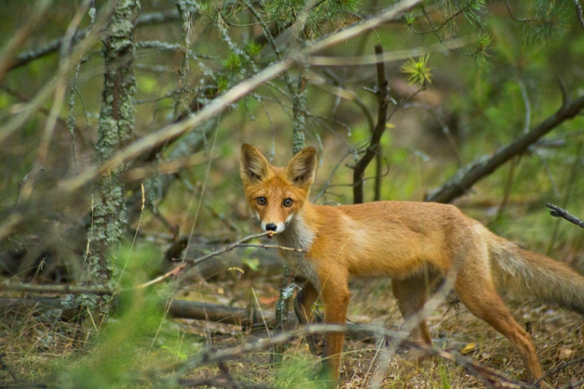 "The enemy will not pass!": thousands of chickens pecked to death a fox that made its way to their chicken coop "The enemy will not pass!": thousands of chickens pecked to death a fox that made its way to their chicken coop