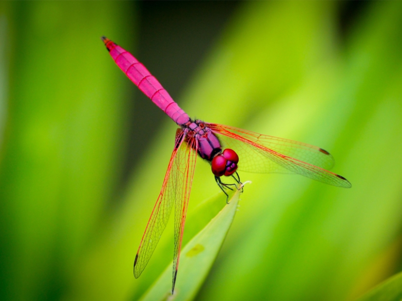 The fastest animals on earth, in water and in the air The fastest animals on earth, in water and in the air