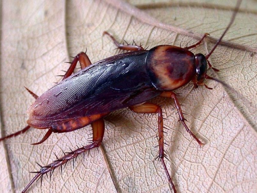 The fastest animals on earth, in water and in the air The fastest animals on earth, in water and in the air