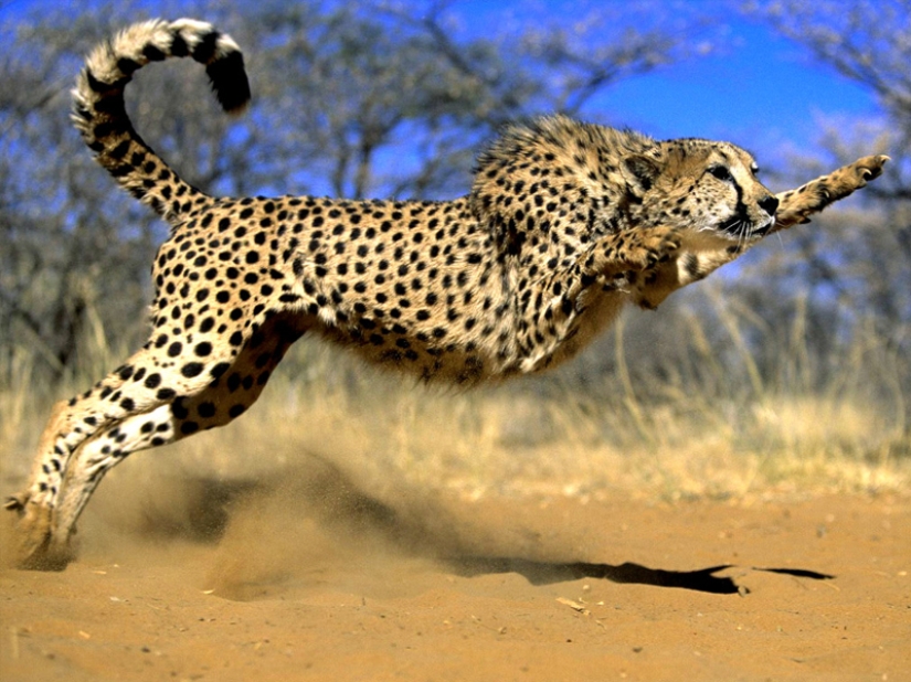 The fastest animals on earth, in water and in the air The fastest animals on earth, in water and in the air