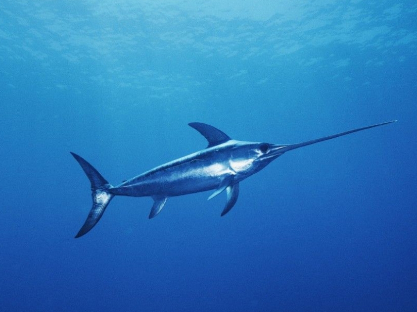 The fastest animals on earth, in water and in the air The fastest animals on earth, in water and in the air