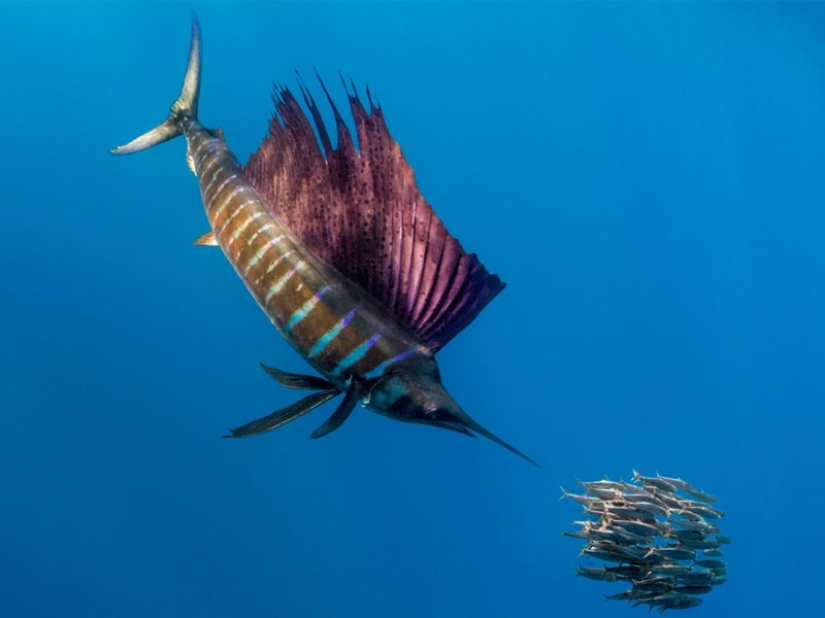 The fastest animals on earth, in water and in the air The fastest animals on earth, in water and in the air