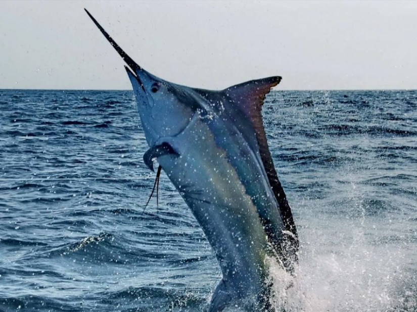 The fastest animals on earth, in water and in the air The fastest animals on earth, in water and in the air