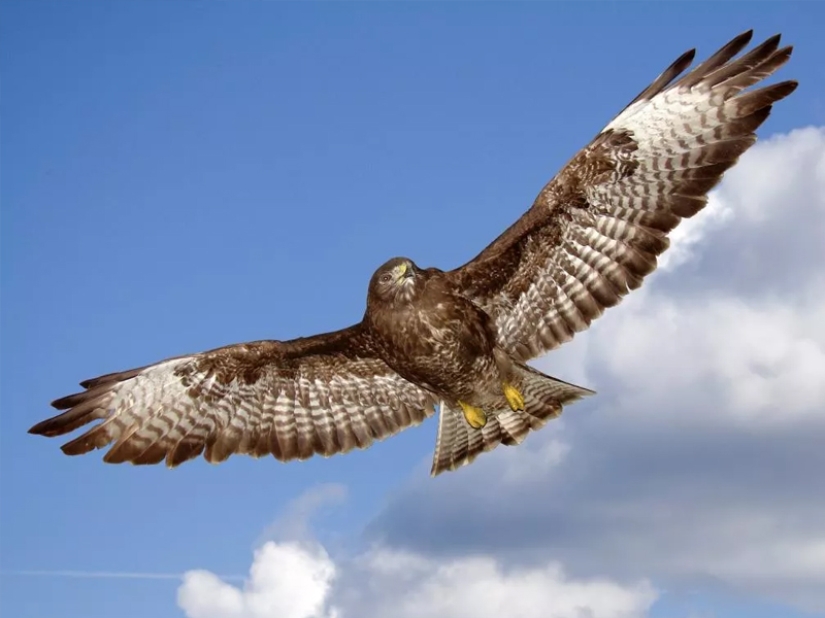 The fastest animals on earth, in water and in the air The fastest animals on earth, in water and in the air