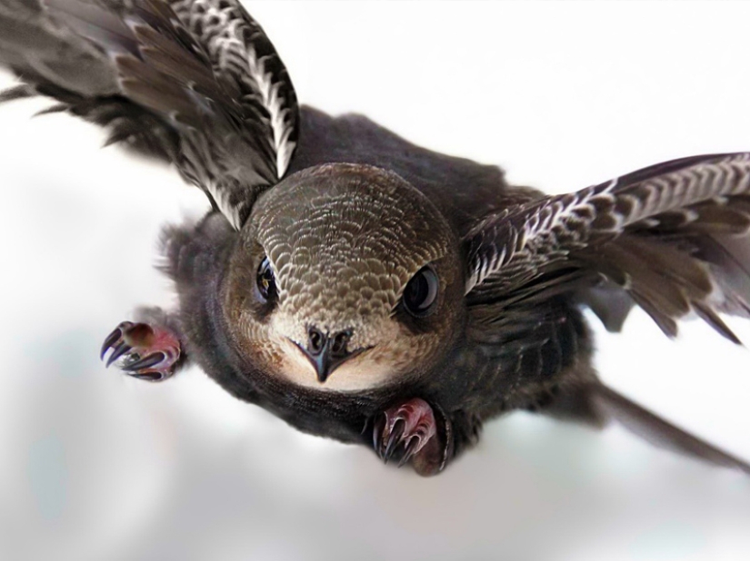 The fastest animals on earth, in water and in the air The fastest animals on earth, in water and in the air