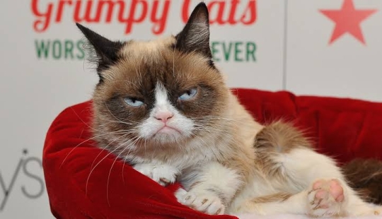 The favorite of millions, the cat Grumpy, has died