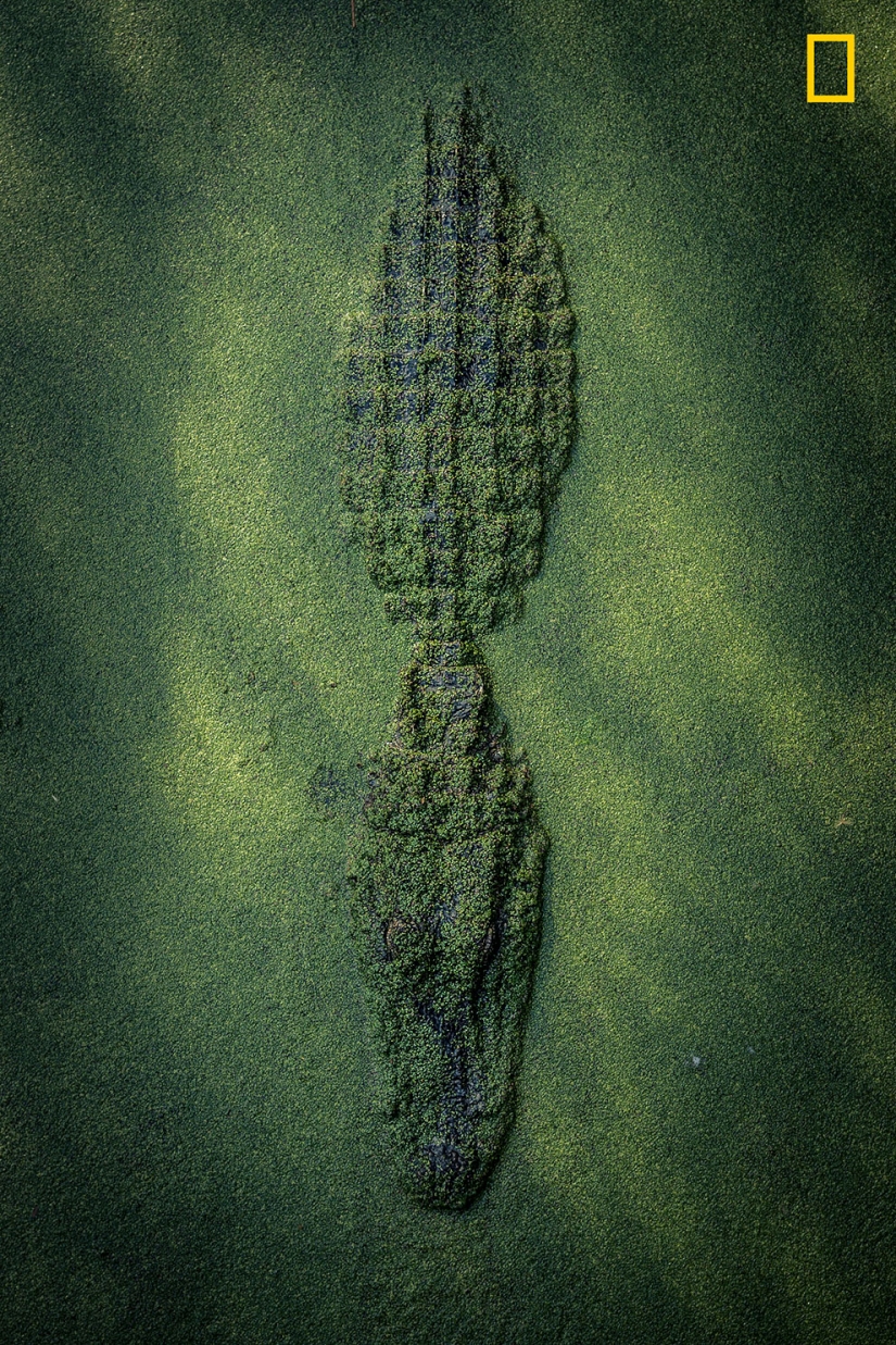 The first works of the National Geographic Nature Photographer Of The Year photo contest have been published The first works of the National Geographic Nature Photographer Of The Year photo contest have been published