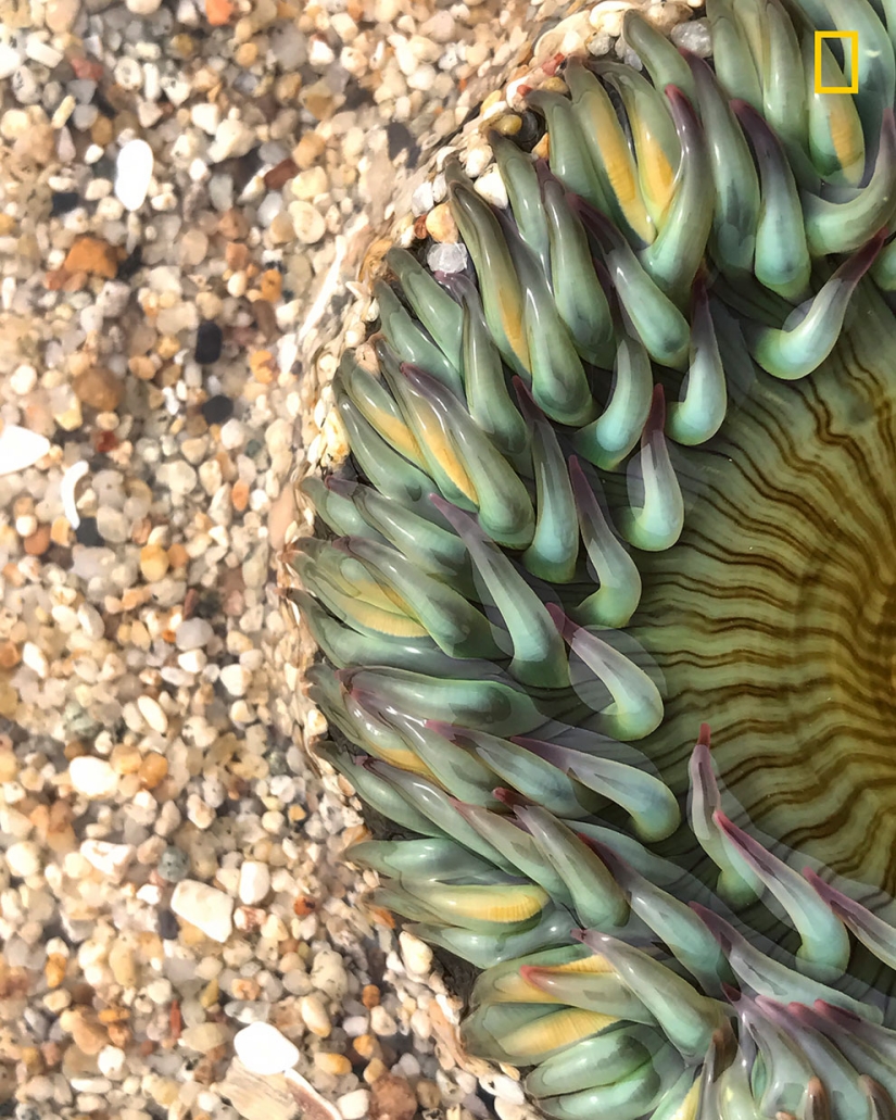 The first works of the National Geographic Nature Photographer Of The Year photo contest have been published The first works of the National Geographic Nature Photographer Of The Year photo contest have been published