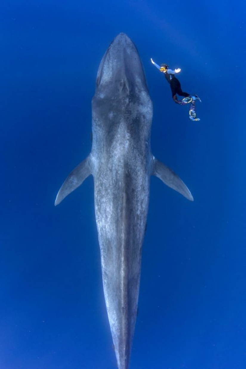 The Giant and Gulliver: the amazing walk of a Thai diver and a 30-meter blue whale