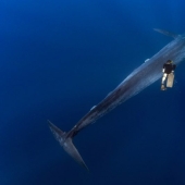 The Giant and Gulliver: the amazing walk of a Thai diver and a 30-meter blue whale The Giant and Gulliver: the amazing walk of a Thai diver and a 30-meter blue whale