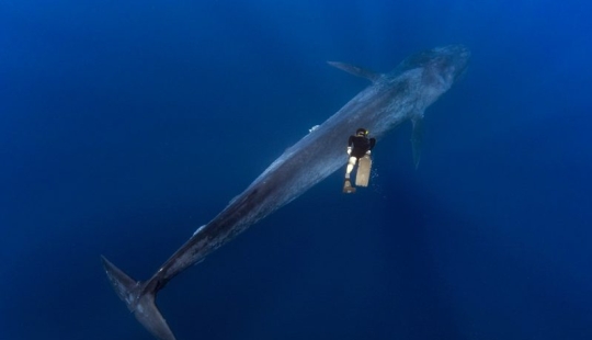 The Giant and Gulliver: the amazing walk of a Thai diver and a 30-meter blue whale The Giant and Gulliver: the amazing walk of a Thai diver and a 30-meter blue whale