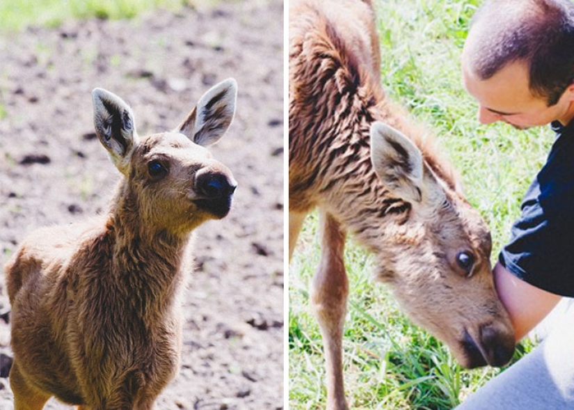 The guy saved a little moose, and now she comes to him from the forest every day The guy saved a little moose, and now she comes to him from the forest every day