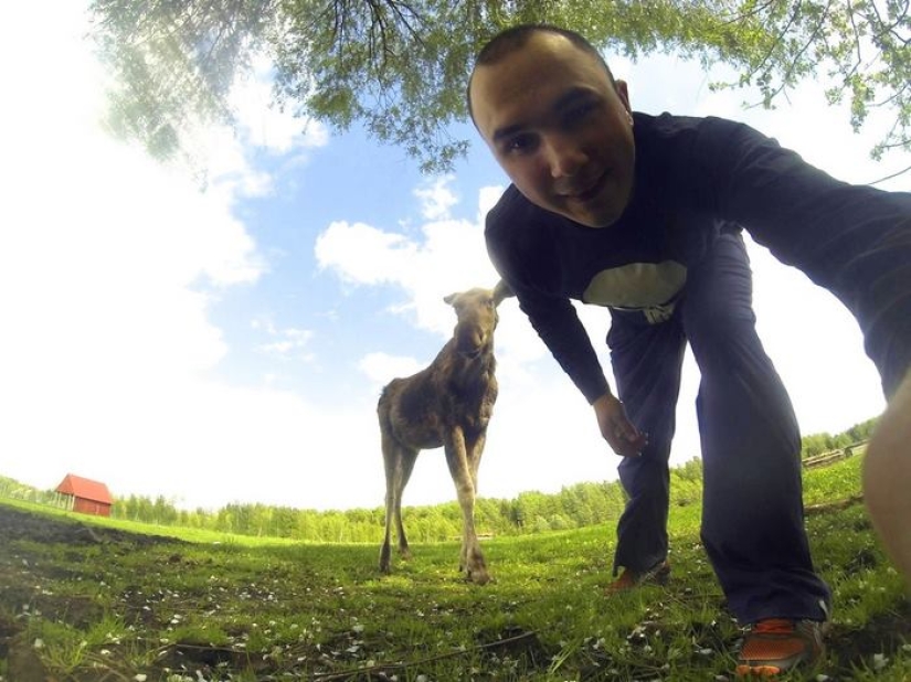 The guy saved a little moose, and now she comes to him from the forest every day The guy saved a little moose, and now she comes to him from the forest every day