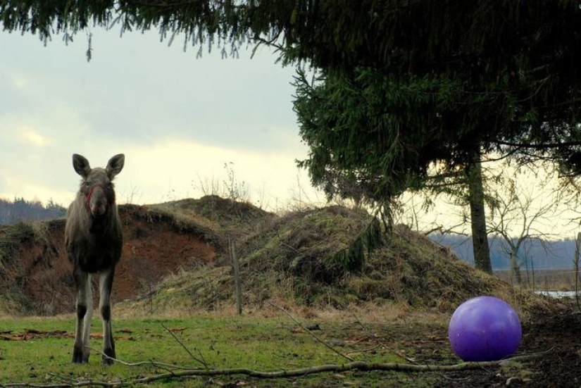 The guy saved a little moose, and now she comes to him from the forest every day The guy saved a little moose, and now she comes to him from the forest every day