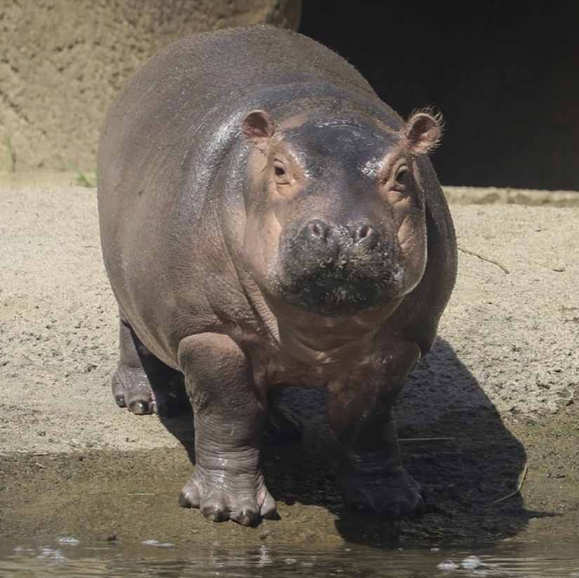 The hippo girl was offended that the marriage proposal was not made to her