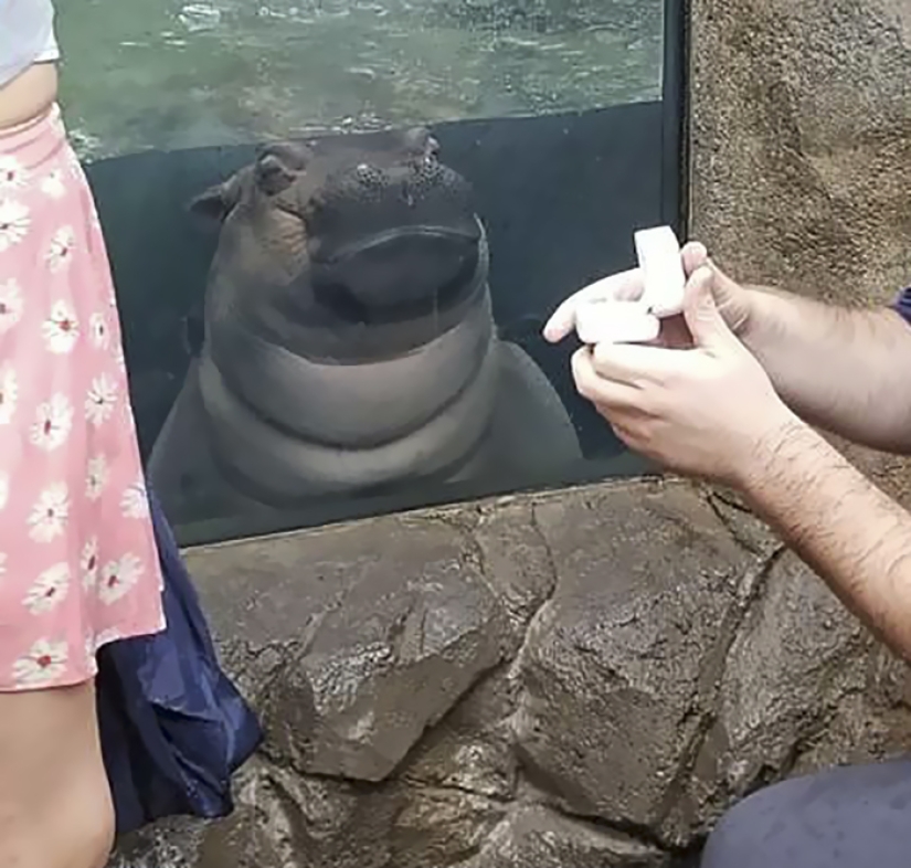The hippo girl was offended that the marriage proposal was not made to her