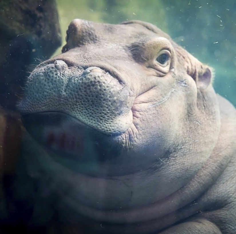 The hippo girl was offended that the marriage proposal was not made to her