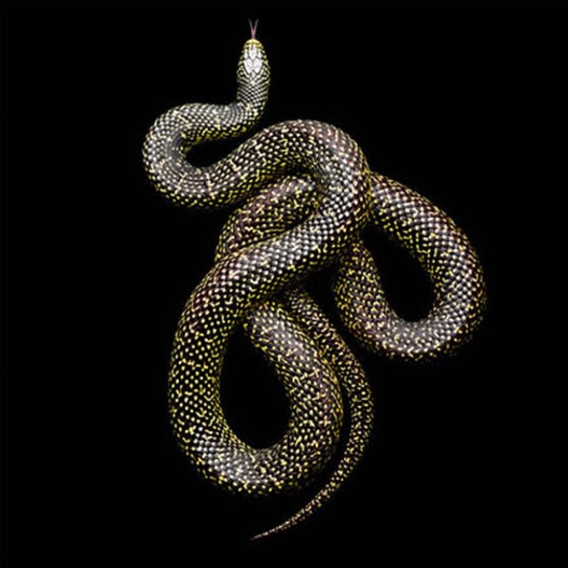 The incredible beauty of venomous snakes in Mark Light's photo project The incredible beauty of venomous snakes in Mark Light's photo project