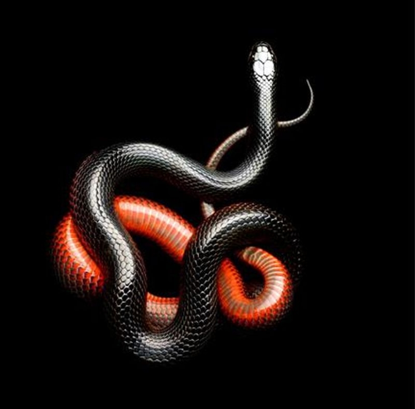 The incredible beauty of venomous snakes in Mark Light's photo project The incredible beauty of venomous snakes in Mark Light's photo project
