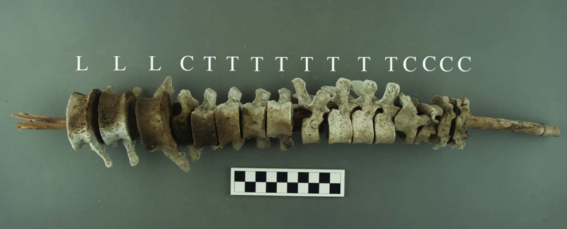 The installations of human spines found in Peru amazed archaeologists