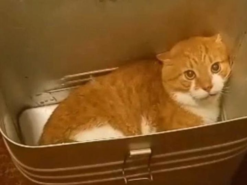 The killers of Kuzi the cat were sentenced and sent to jail
