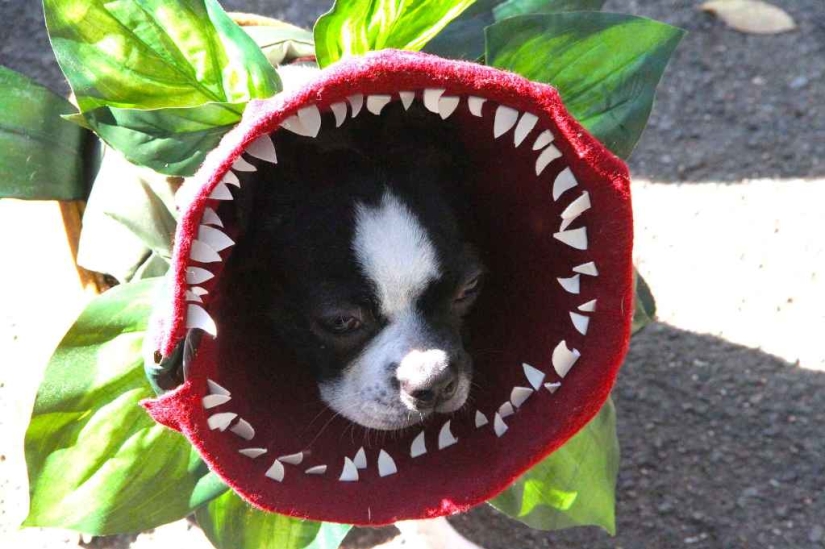 The largest costumed dog parade