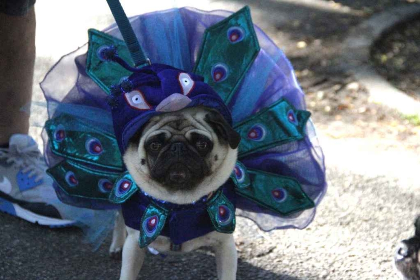 The largest costumed dog parade