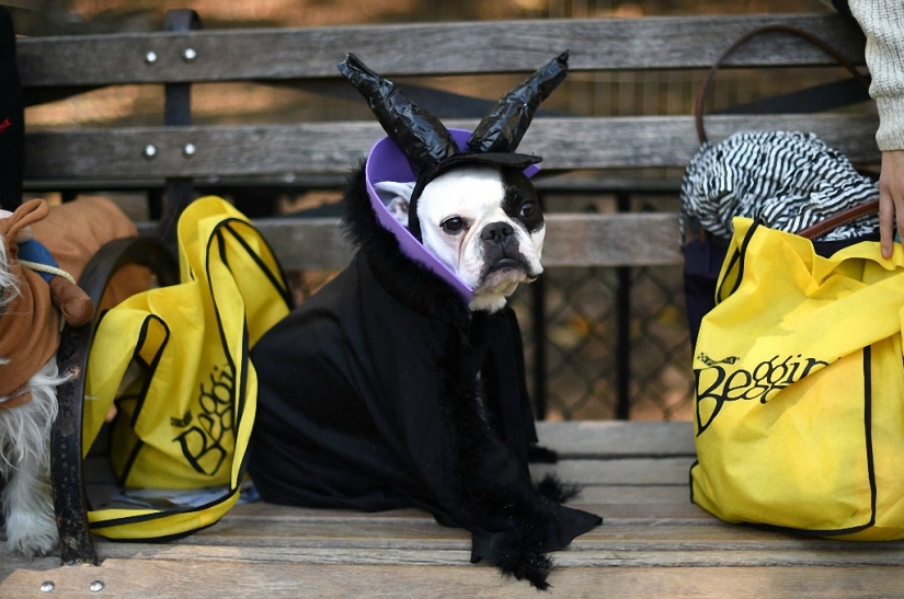 The largest costumed dog parade